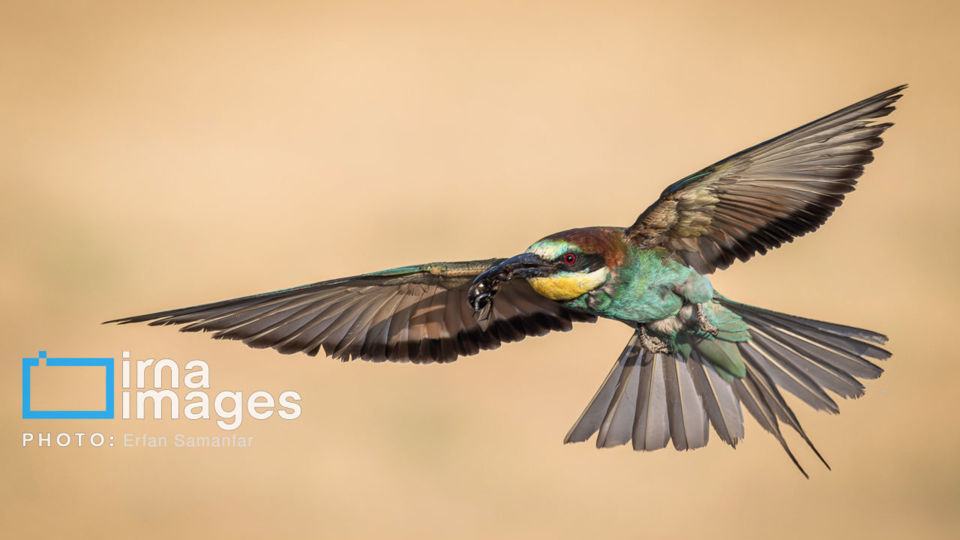 پرنده نگری پرنده نگری