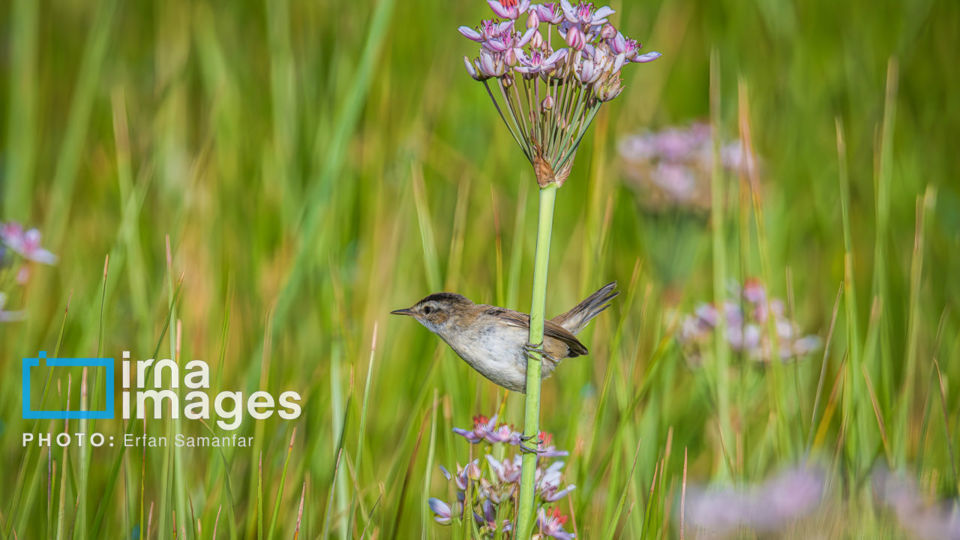 پرنده نگری پرنده نگری