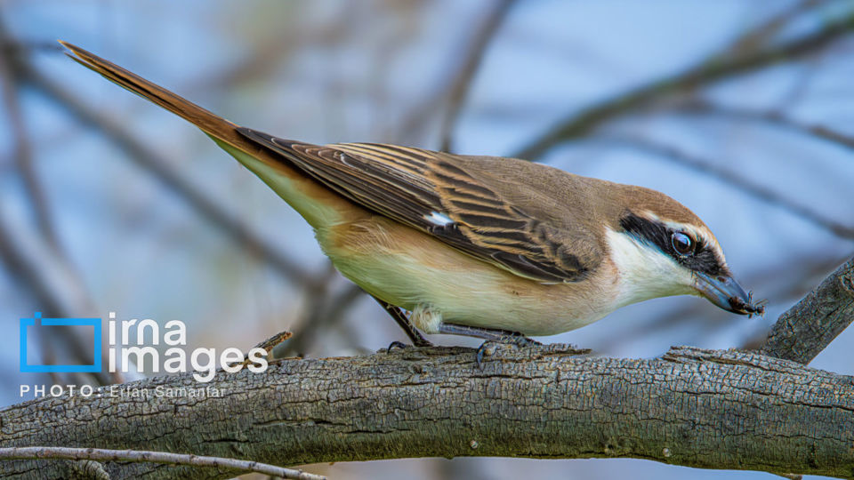 پرنده نگری پرنده نگری
