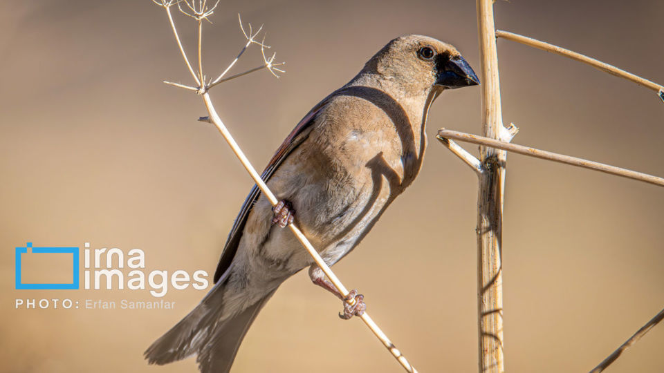 پرنده نگری پرنده نگری