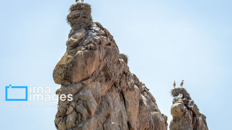 پرنده نگری پرنده نگری