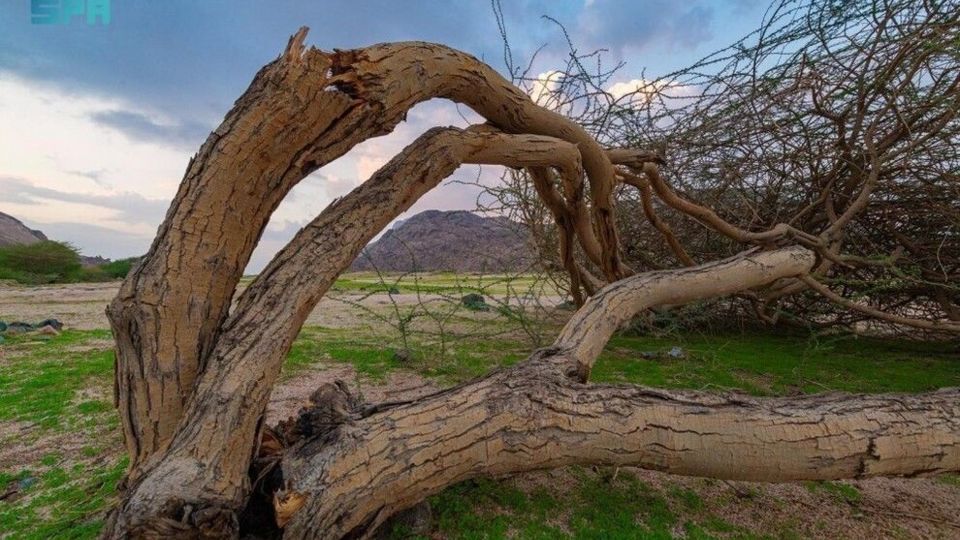 تبوک عربستان؛ اینجا همه چیز مملو از زیبایی است