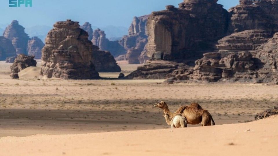 تبوک عربستان؛ اینجا همه چیز مملو از زیبایی است