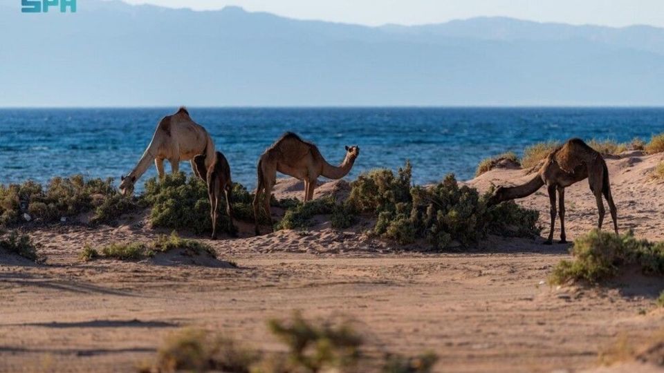 تبوک عربستان؛ اینجا همه چیز مملو از زیبایی است