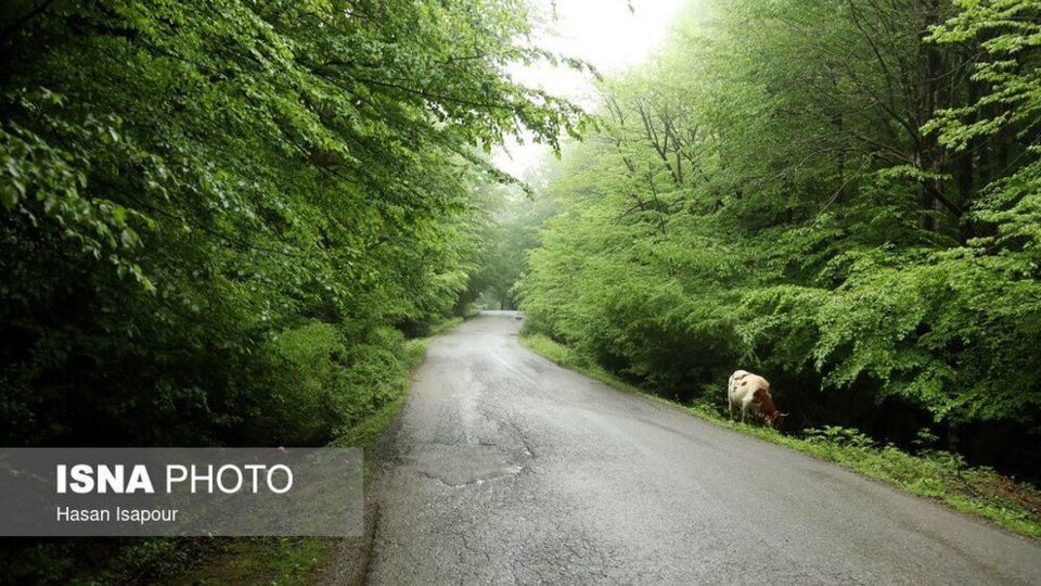 جاده جنگلی سوادکوه در استان مازندران 