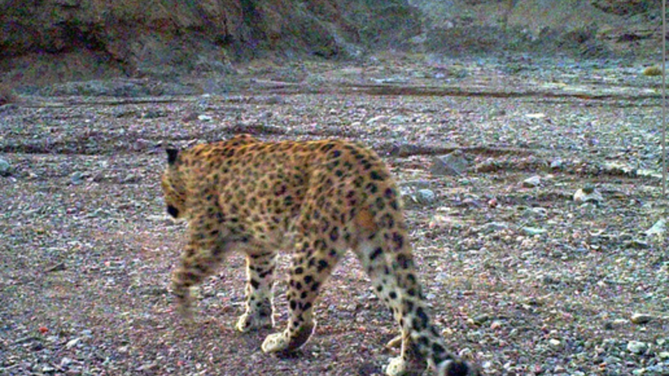 ثبت تصاویری جدید از پلنگ ایرانی در دهلران ثبت تصاویری جدید از پلنگ ایرانی در دهلران