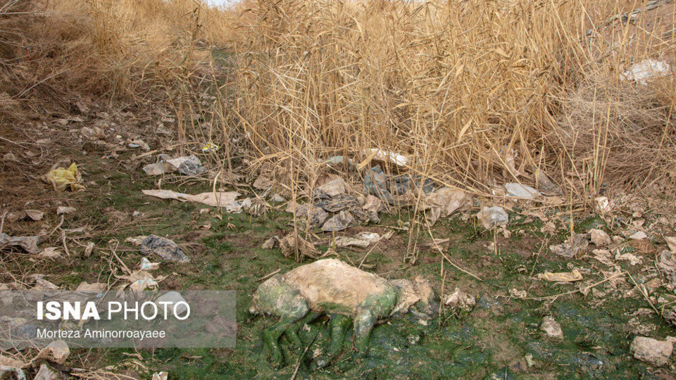 فاجعه زیست محیطی در زباله گاه نیشابور