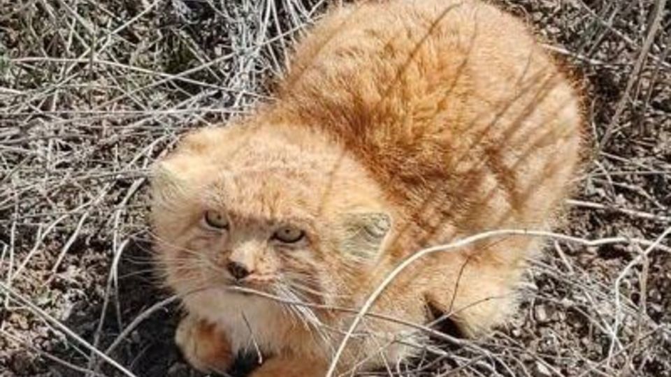 رویت مجدد گربه نادر ایرانی/ تصویربرداری از تولههای پالاس در رابُر کرمان رویت مجدد گربه نادر ایرانی/ تصویربرداری از تولههای پالاس در رابُر کرمان