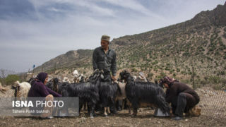 خانواده عشایری