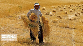 وعده منظور درباره مطالبات گندم کاران 