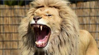 نادرترین تصویر از یک شیر | تصویری هولناک از شیر عصبانی قبل از حمله به عکاس!