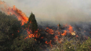 نمای هوایی از وضعیت جنگل‌های پلدختر بعد از آتش‌سوزی