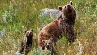 تصاویری از خرس قهوه‌ای ماده به همراه فرزندانش در پارک ملی کیاسر 