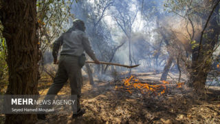 افزایش آتش سوزی در جنگل های ایلام/ عوامل انسانی علل اصلی هستند