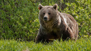 تصاویری جالب از خرس قهوه‌ای در حال خاراندن پوست خود در ارتفاعات مازندران