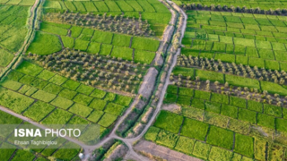 کشت برنج در شهرستان طارم