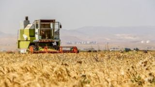 مطالبات گندمکاران تا آخر فردا تسویه می‌شود        