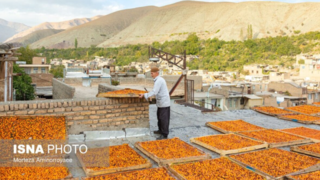 «خور» بزرگترین تولیدکننده آلو در کشور