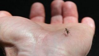 آخرین وضعیت تب دنگی/ شرایط محیطی، موثر در تکثیر پشه آئدس آخرین وضعیت تب دنگی/ شرایط محیطی، موثر در تکثیر پشه آئدس