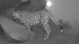 جدیدترین تصاویر دوربینهای تلهای از گشت و گذار هلیا در میاندشت جدیدترین تصاویر دوربینهای تلهای از گشت و گذار هلیا در میاندشت