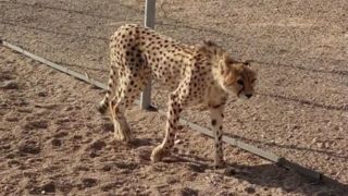 «دلبر» به «کلسیویروس» مبتلا شده بود/ علائمی در سایر یوزهای سایت توران مشاهده نشد «دلبر» به «کلسیویروس» مبتلا شده بود/ علائمی در سایر یوزهای سایت توران مشاهده نشد