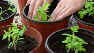 سبزیهایی که میتوان در آپارتمان داخل گلدان کاشت! سبزیهایی که میتوان در آپارتمان داخل گلدان کاشت!