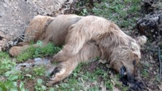 تلفشدن یک قلاده خرس قهوهای در دالاهو تلفشدن یک قلاده خرس قهوهای در دالاهو