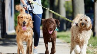 سگ گردانی به فروشگاههای مواد غذایی و نانواییها رسید/ پاسخ وقیحانه صاحبان سگ به معترضین سگ گردانی به فروشگاههای مواد غذایی و نانواییها رسید/ پاسخ وقیحانه صاحبان سگ به معترضین