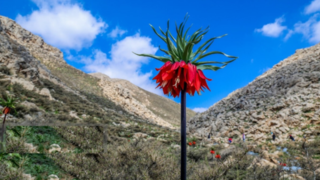 طبیعت بهاری «بیدکان» در چهارمحال و بختیاری طبیعت بهاری «بیدکان» در چهارمحال و بختیاری