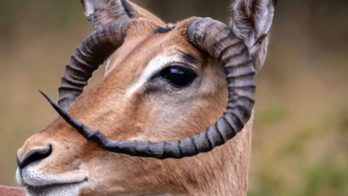 آهو ماده با شاخهایی غیرمعمول؛ پدیدهای نادر در حیات وحش آهو ماده با شاخهایی غیرمعمول؛ پدیدهای نادر در حیات وحش