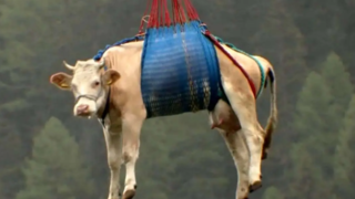 هلیکوپترسواری گاو در سوئیس هلیکوپترسواری گاو در سوئیس