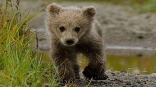 ناپدید شدن توله خرس قهوهای پارک پردیسان ناپدید شدن توله خرس قهوهای پارک پردیسان