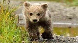 آخرین جزئیات از توله خرس گم شده در پردیسان آخرین جزئیات از توله خرس گم شده در پردیسان