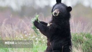 توله خرس گم شده پارک پردیسان پس از ۵ روز پیدا نشد توله خرس گم شده پارک پردیسان پس از ۵ روز پیدا نشد