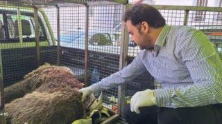 خرس زخمی دنا تلف شد خرس زخمی دنا تلف شد