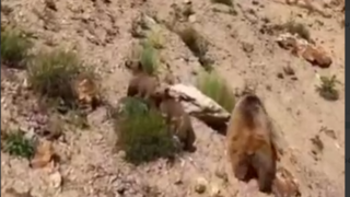 کوهنوردی خرس قهوهای و تولههایش در اردبیل کوهنوردی خرس قهوهای و تولههایش در اردبیل