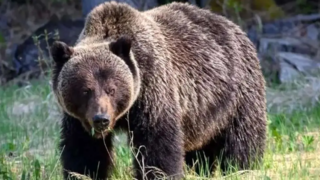 آلوچه خوری خرس قهوهای در جنگلهای مازندران آلوچه خوری خرس قهوهای در جنگلهای مازندران