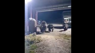 لحظه هولناک حمله خرس قهوهای به یک مرد در اردبیل لحظه هولناک حمله خرس قهوهای به یک مرد در اردبیل