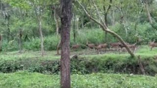 شکار گوزن توسط ببر جلوی چشمان گردشگران شکار گوزن توسط ببر جلوی چشمان گردشگران
