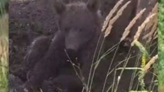 گلبازی خرسِ نجاتیافته از تلۀ زنبورداران گلبازی خرسِ نجاتیافته از تلۀ زنبورداران
