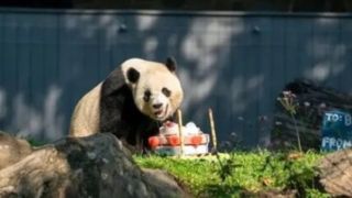 تولد ۴ سالگی خرس پاندای محبوب واشنگتن تولد ۴ سالگی خرس پاندای محبوب واشنگتن