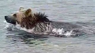 آبتنی خرس در دریاچه قله سبلان آبتنی خرس در دریاچه قله سبلان