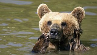 سلفی گرفتن گردشگران با خرس بزرگ کنار دریاچه سبلان! سلفی گرفتن گردشگران با خرس بزرگ کنار دریاچه سبلان!