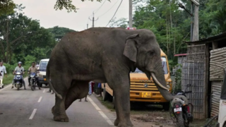 رفتوآمد روزانه فیل زخمی به یک روستا رفتوآمد روزانه فیل زخمی به یک روستا