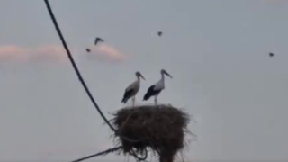 ۲ دهه همسایگی لکلکها با اهالی این روستا ۲ دهه همسایگی لکلکها با اهالی این روستا