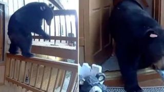 سرقت خرس از یک خانه سرقت خرس از یک خانه