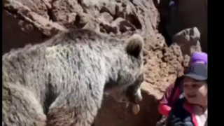 لحظه سیلی زدن خرس به یک دختر در مشگین شهر اردبیل ! لحظه سیلی زدن خرس به یک دختر در مشگین شهر اردبیل !