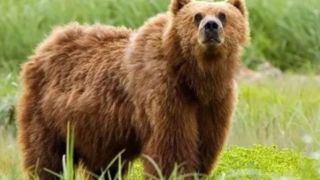 خرسهای سبلان در کمین مناطق مسکونی خرسهای سبلان در کمین مناطق مسکونی