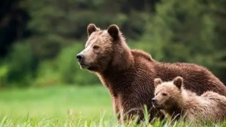 مشاهده خرس مادر و تولهاش در ارتفاعات شهسوار مشاهده خرس مادر و تولهاش در ارتفاعات شهسوار