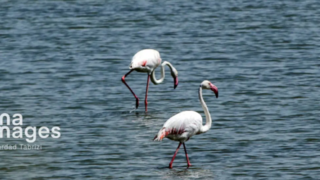 تالابهای «درگه و سولدوز» تالابهای «درگه و سولدوز»